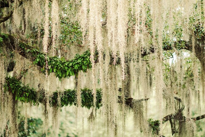 2-Hour Bonaventure Cemetery Walking Tour - The best parts: what people love most (and what you should look for)