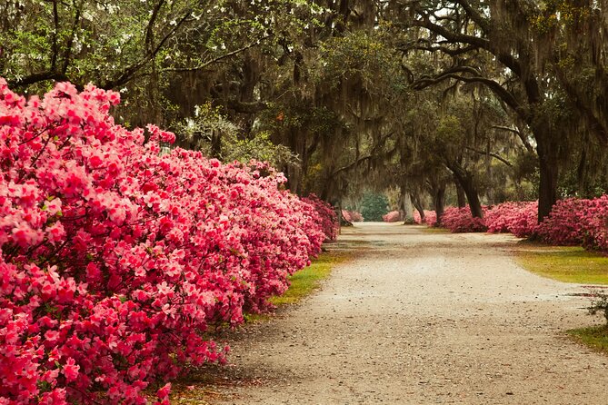 2-Hour Bonaventure Cemetery Walking Tour - Who should book this Bonaventure Cemetery tour