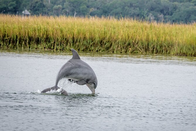 2 Hours Dolphin Eco Tour - Key highlights worth centering on