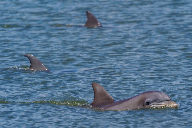 2 Hours Dolphin Eco Tour - The 2-hour itinerary, stop by stop (and why each one matters)