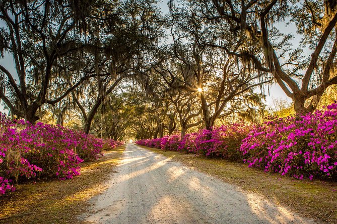 Bonaventure Cemetery & Wormsloe State Historic Site Tour - Who should book this tour, and who might skip it
