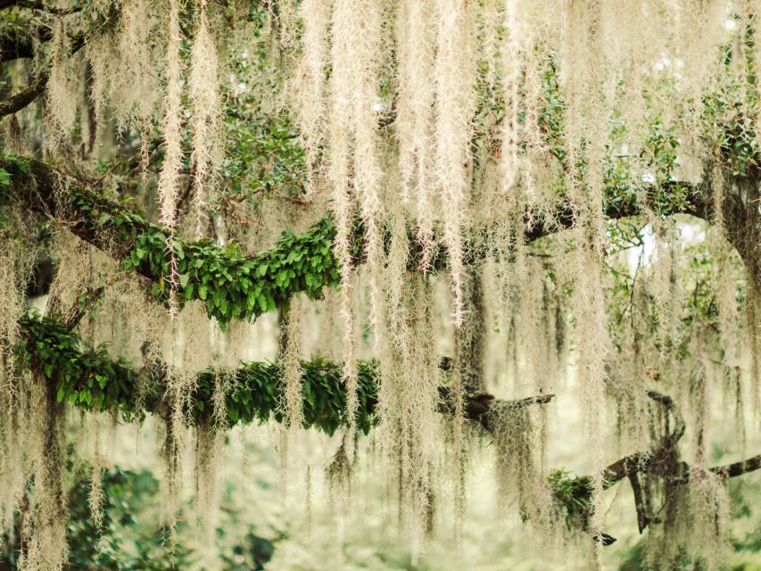 Savannah: Bonaventure Cemetery Tour - The 2-hour guided walk: what you’re really doing out there