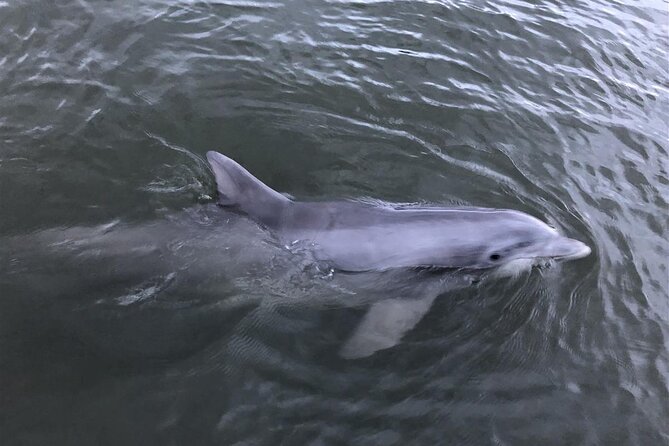 Savannah Coastal Dolphin Eco Tour - What’s included (and what you need to bring)