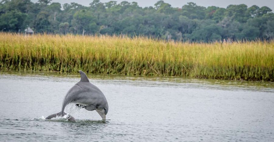 Savannah: Dolphin Spotting and Wildlife Eco Cruise - River Explorer from River Street Landing: what the 2-hour cruise feels like