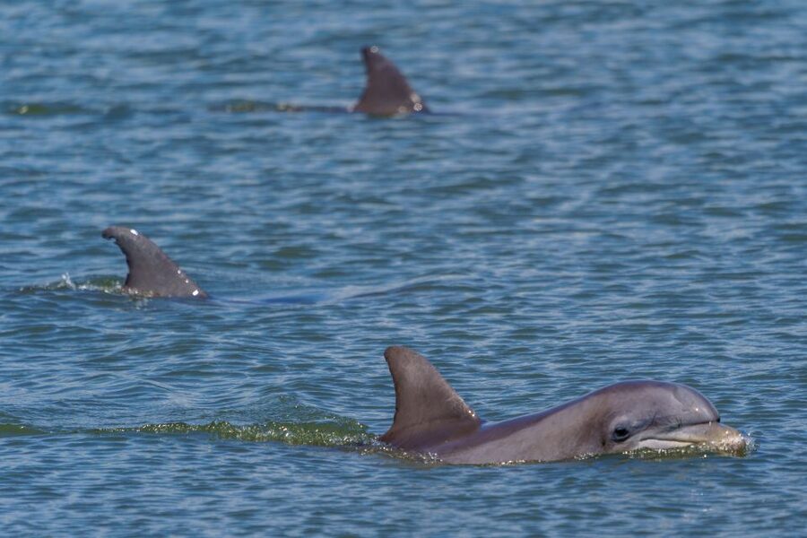 Savannah: Dolphin Spotting and Wildlife Eco Cruise - Final call: should you book this Savannah dolphin eco cruise?