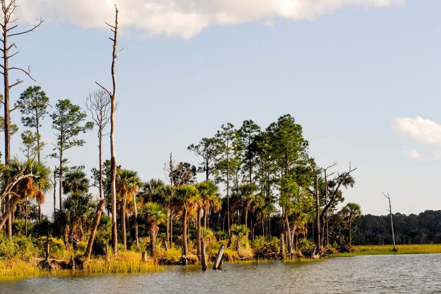 Savannah: Dolphin Spotting and Wildlife Eco Cruise - Boat comfort that matters in Savannah heat and wind