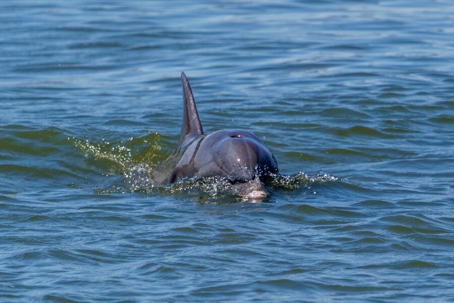 Savannah: Dolphin Spotting and Wildlife Eco Cruise - Price and value: why $47 can work (if you want real viewing)