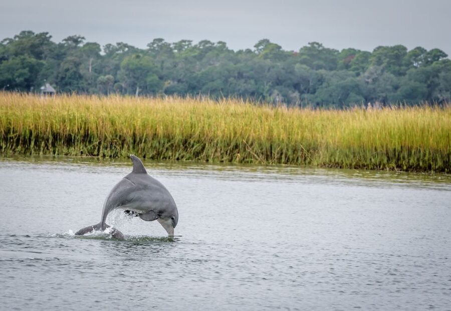 Savannah: Dolphin Spotting and Wildlife Eco Cruise - How the crew finds dolphins: slow searching, then good viewing
