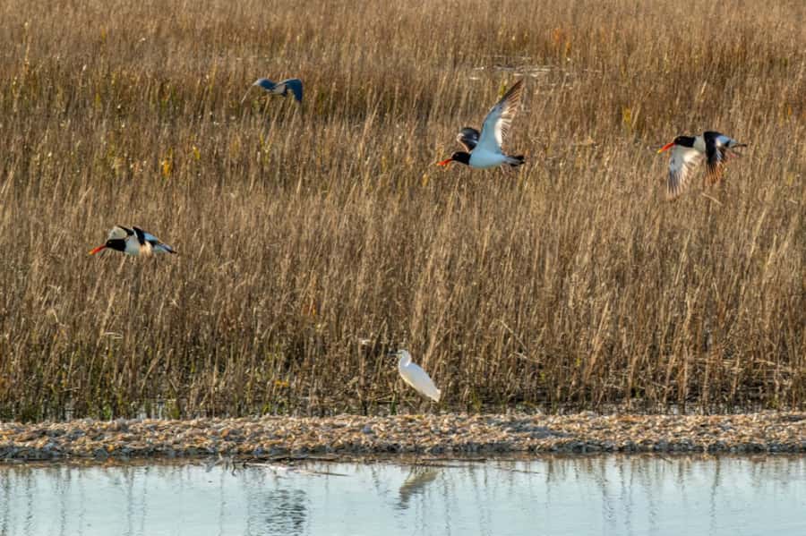 Savannah: Dolphin Spotting Eco Tour with Experienced Captain - Key highlights to look for