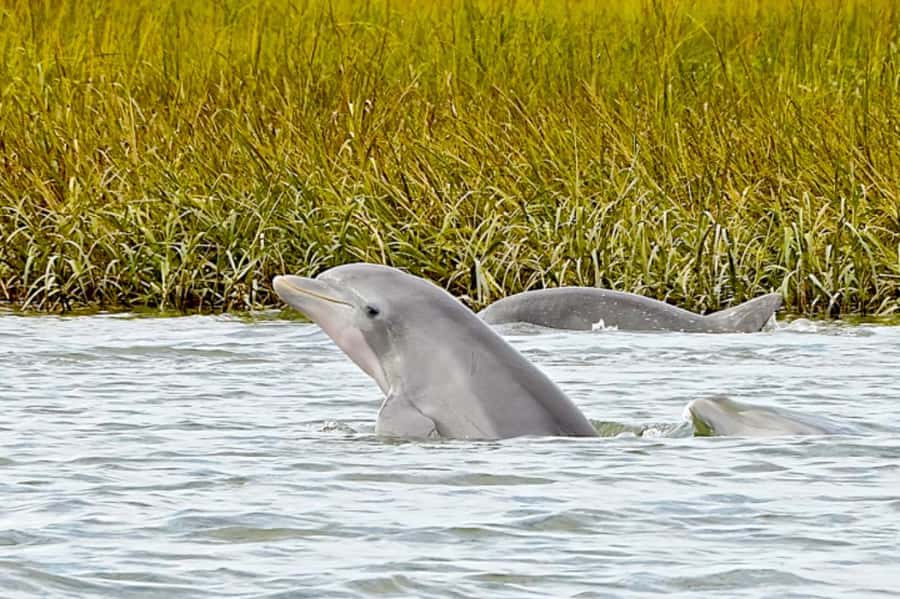 Savannah: Dolphin Spotting Eco Tour with Experienced Captain - Savannah’s Coastal Waters 101: Why This Tour Feels So Educational