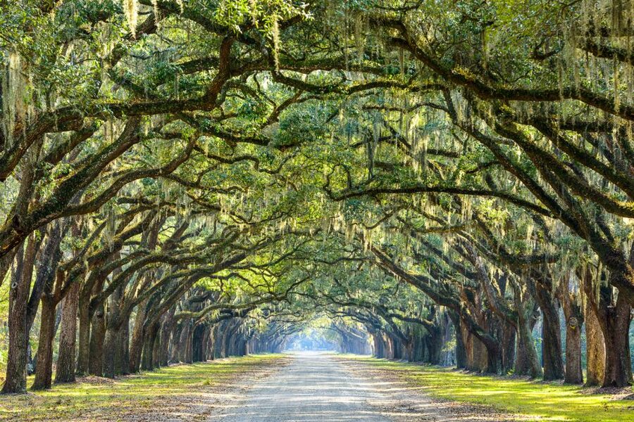 Savannah: History and Culture Walking Tour - Guides Matter: Humor, Fun Facts, and Local Perspective