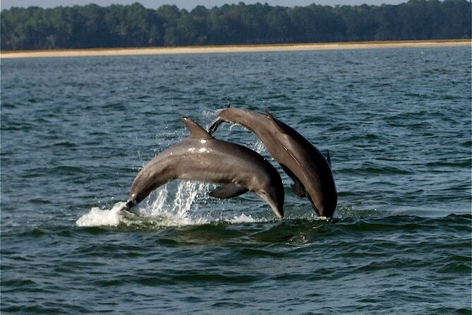 Savannah Sunset Dolphin Eco Tour - Key things that make this tour worth your time