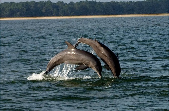 Savannah Sunset Dolphin Eco Tour - Boat Comfort, Group Size, and Sunset Timing That Actually Matters