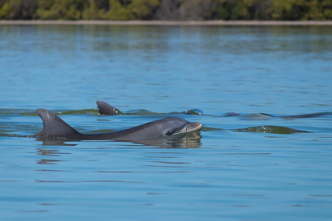 Savannah Sunset Dolphin Eco Tour - Should You Book the Savannah Sunset Dolphin Eco Tour?