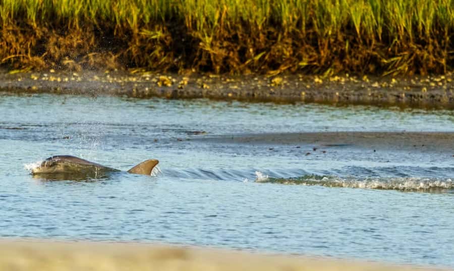 Savannah: Sunset Dolphin Watching Eco Tour by Boat - Boarding the River Explorer: What your 2 hours feels like