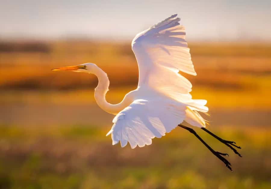 Savannah: Sunset Dolphin Watching Eco Tour by Boat - How the live narration makes the river feel like a story