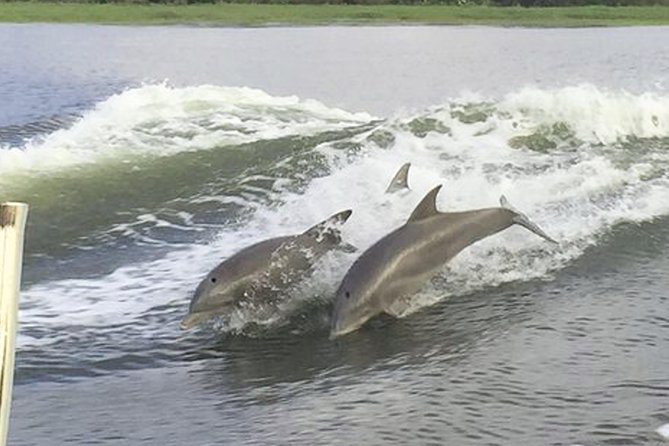 Savannah to Tybee Island with Dolphin Cruise - Who this tour fits best (and who might want to DIY)