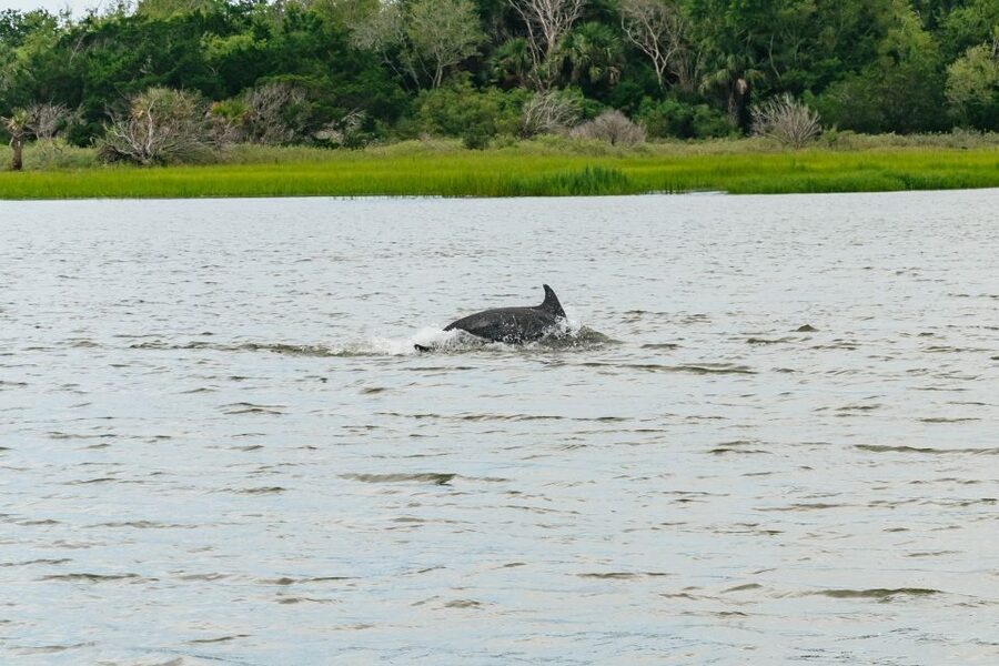 Savannah: Tybee Island Dolphin Tour - From Gray Line office to Tybee: how the day is paced