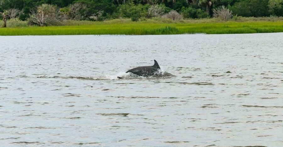 Savannah: Tybee Island Dolphin Tour - Crab Shack lunch stop: seafood, exotic birds, and the reptile pond detour