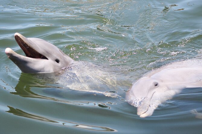 Sunset, Dolphin/Birding On A Private Guided Savannah Cruise - 5 Quick Reasons This Cruise Works So Well