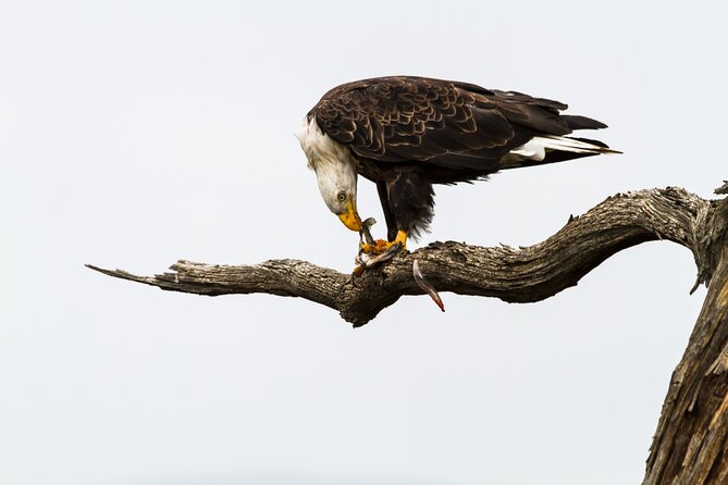 Sunset, Dolphin/Birding On A Private Guided Savannah Cruise - What’s Included (and What You Should Bring)