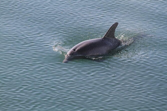 Sunset, Dolphin/Birding On A Private Guided Savannah Cruise - Isle of Hope Start and the Stops by Wormsloe, Skidaway State Park, and Pinpoint