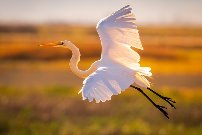 Sunset Dolphin Eco Tour - Two Hours on the Savannah River: What the Sunset Timing Really Means