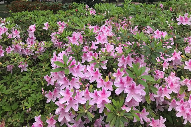 Welcome to Savannah Guided Walking Tour - Hitting Your Stride: Reynolds Square, 90 Minutes, and What You’ll Do With It
